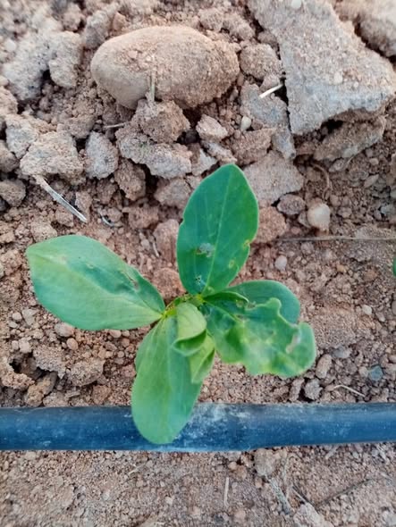 السلام عليكم ورحمة الله
انا زارع فول من ٣ اسابيع أرض صحراوية والري تنقيط في منطقة الدريسه و رشيت من خمس ايام مبيد سبيدو ومبيد موسبيلان ولكن لازال يوجد تأكل في الأوراق ودودة انفاق وذبابة وانكماش في بعض الاوراق
عايز حل نهائي لهذه الحشرات
وشكرا